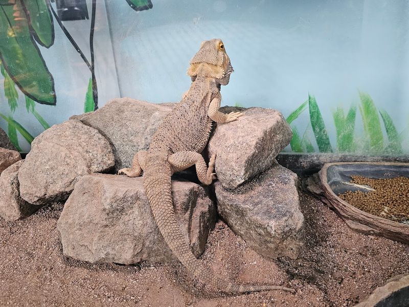 Reptile Encounters Including Large Snakes