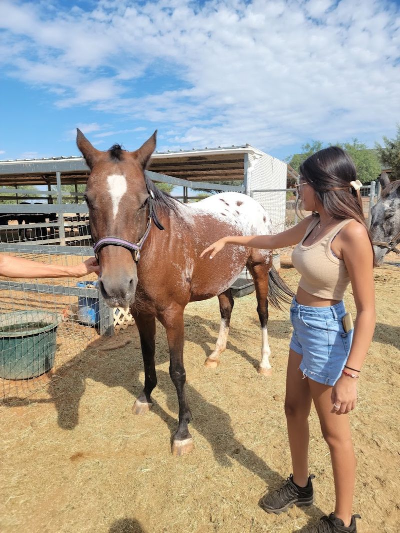 Equine Immersion for Horse Lovers