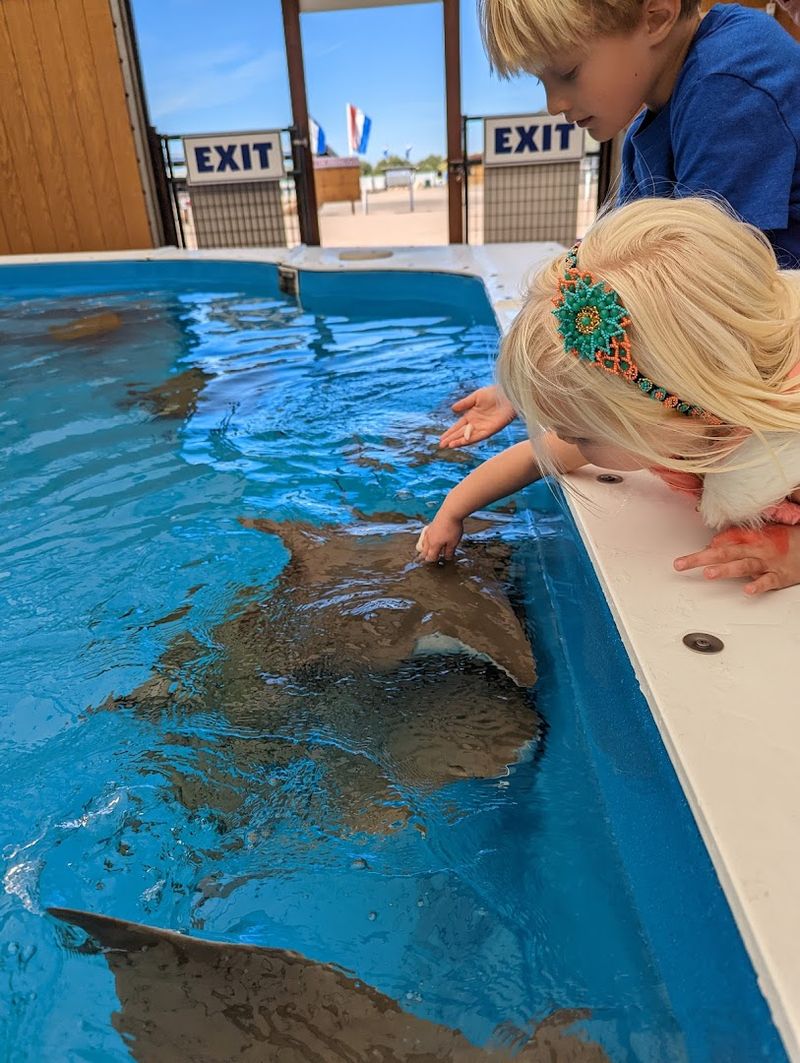 Petting Stingrays in the Desert