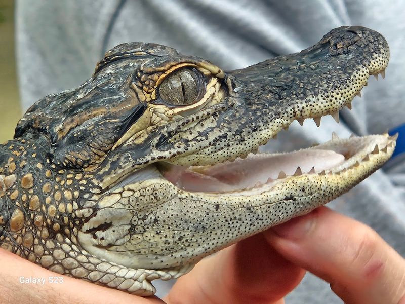 A Diverse Collection of Over 170 Animals