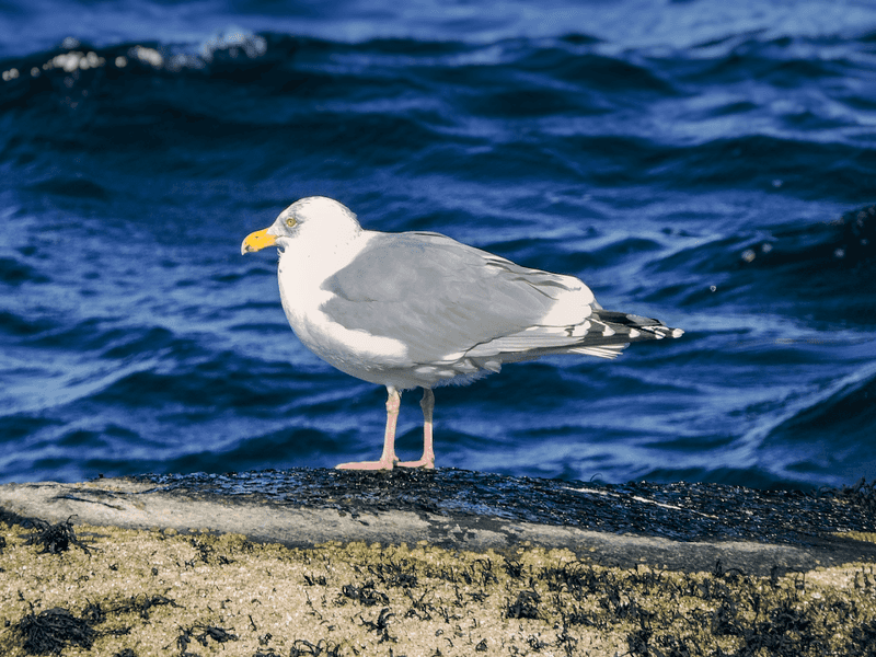 Watching for Birds and Wildlife