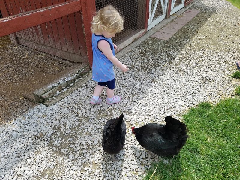 Learning While Having Fun: Educational Programs at the Farm