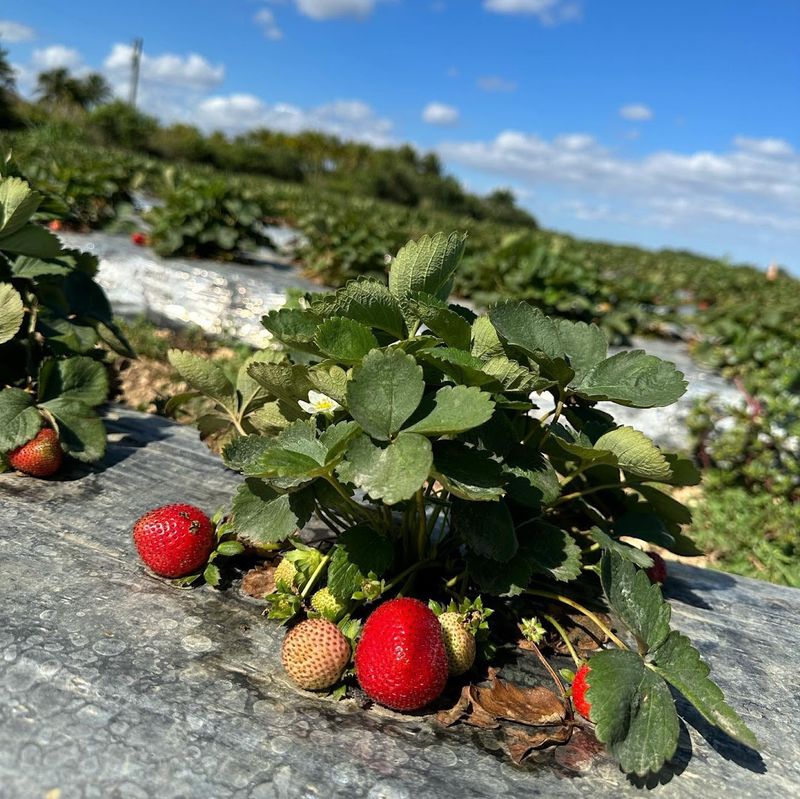 Seasonal Festivals From Harvest to Holidays