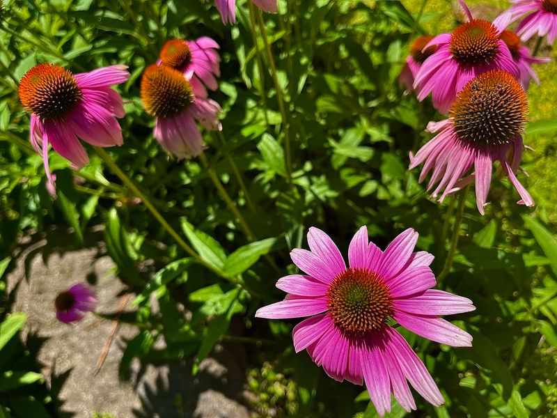 Pollinator Garden And Butterfly Stroll