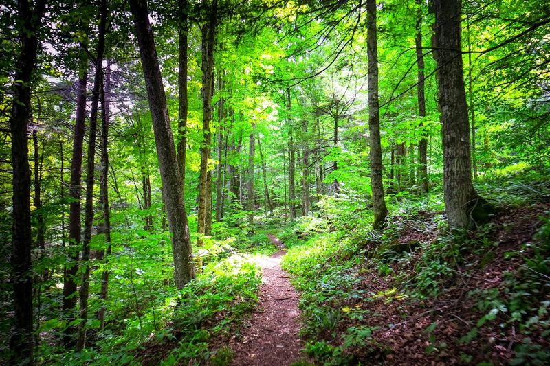 Worlds End State Park Trails - Forksville, PA