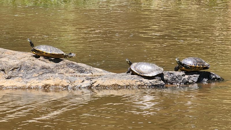 Wildlife and Rare Species in a Protected Habitat