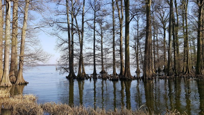 Camp on the Shores of Reelfoot Lake