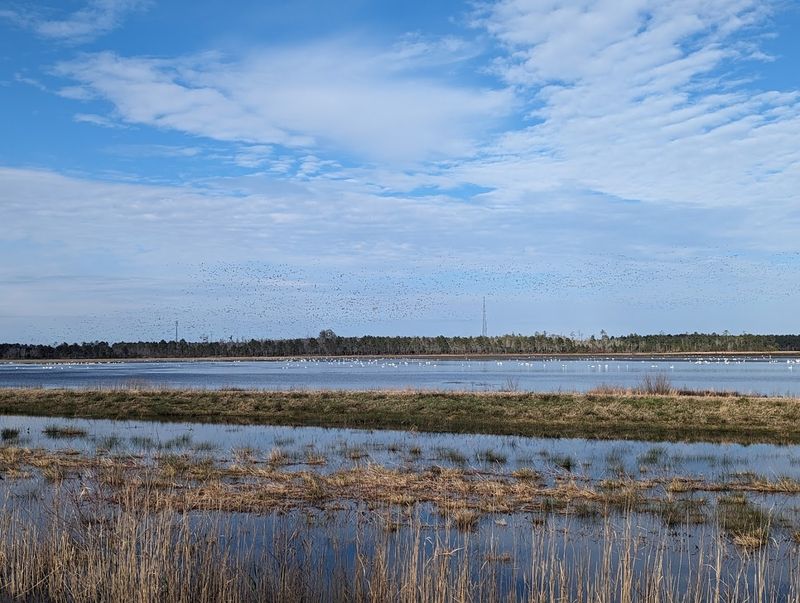 Birding the Canals, Fields, and Soundside Edges