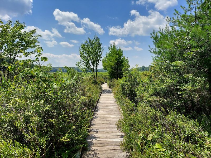 The Bog Trail and Boardwalk Experience