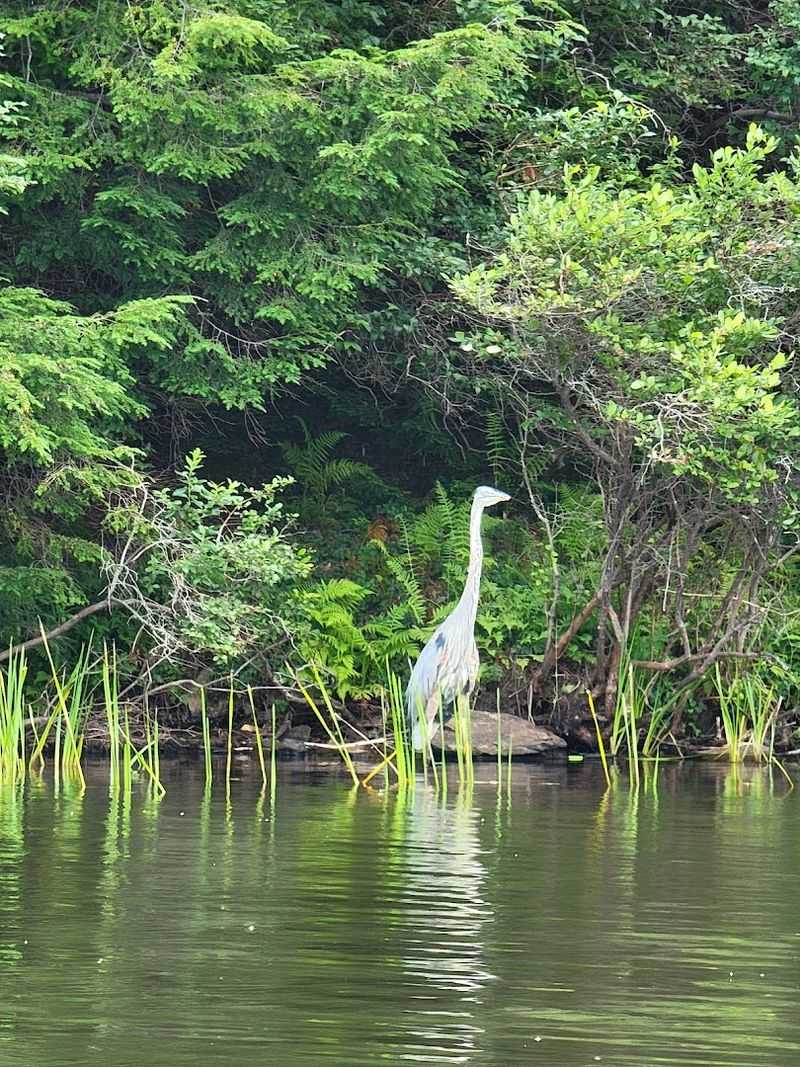 Wildlife and Nature Watching: What Lives in the Glen