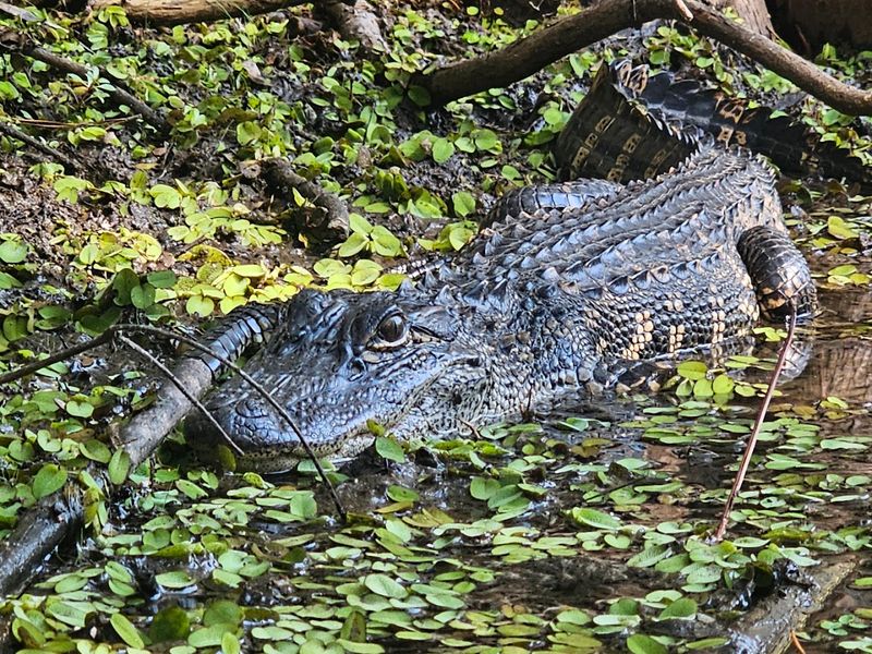 Spotting Wildlife Including Alligators