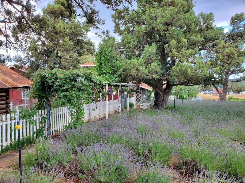 Pine Creek Canyon Lavender Farm – Pine, Arizona