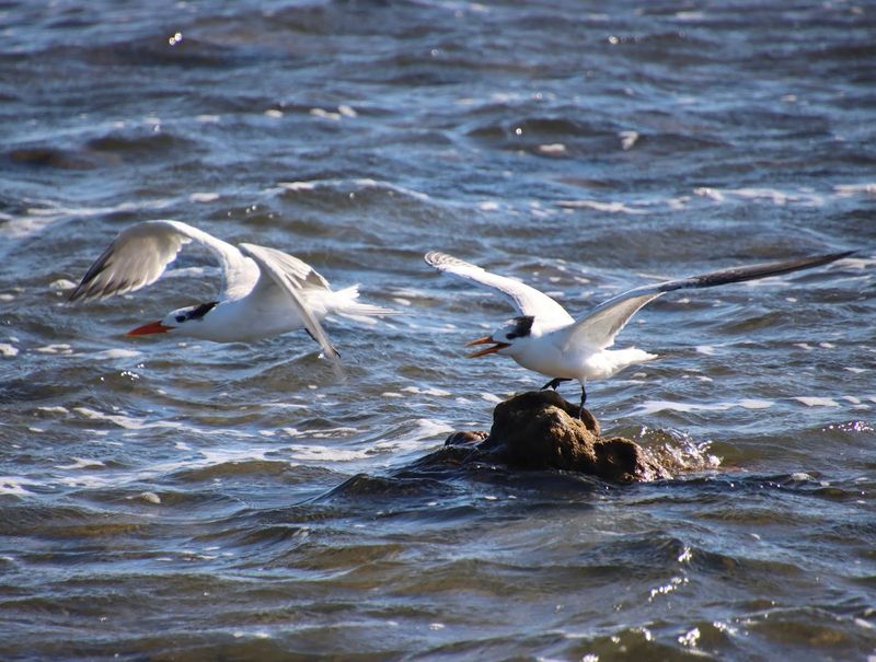 Rare and Endangered Wildlife Found Nowhere Else