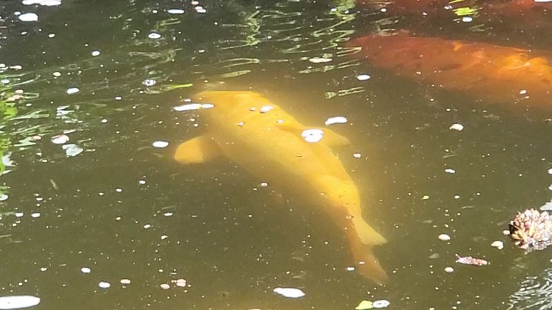 Koi Pond and Waterfalls