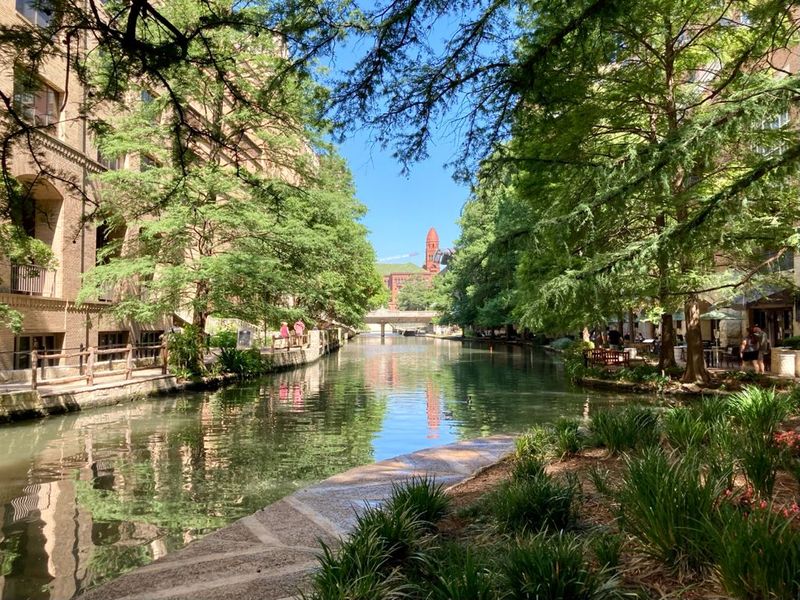 Lush Cypress and Willow Trees Lining the River
