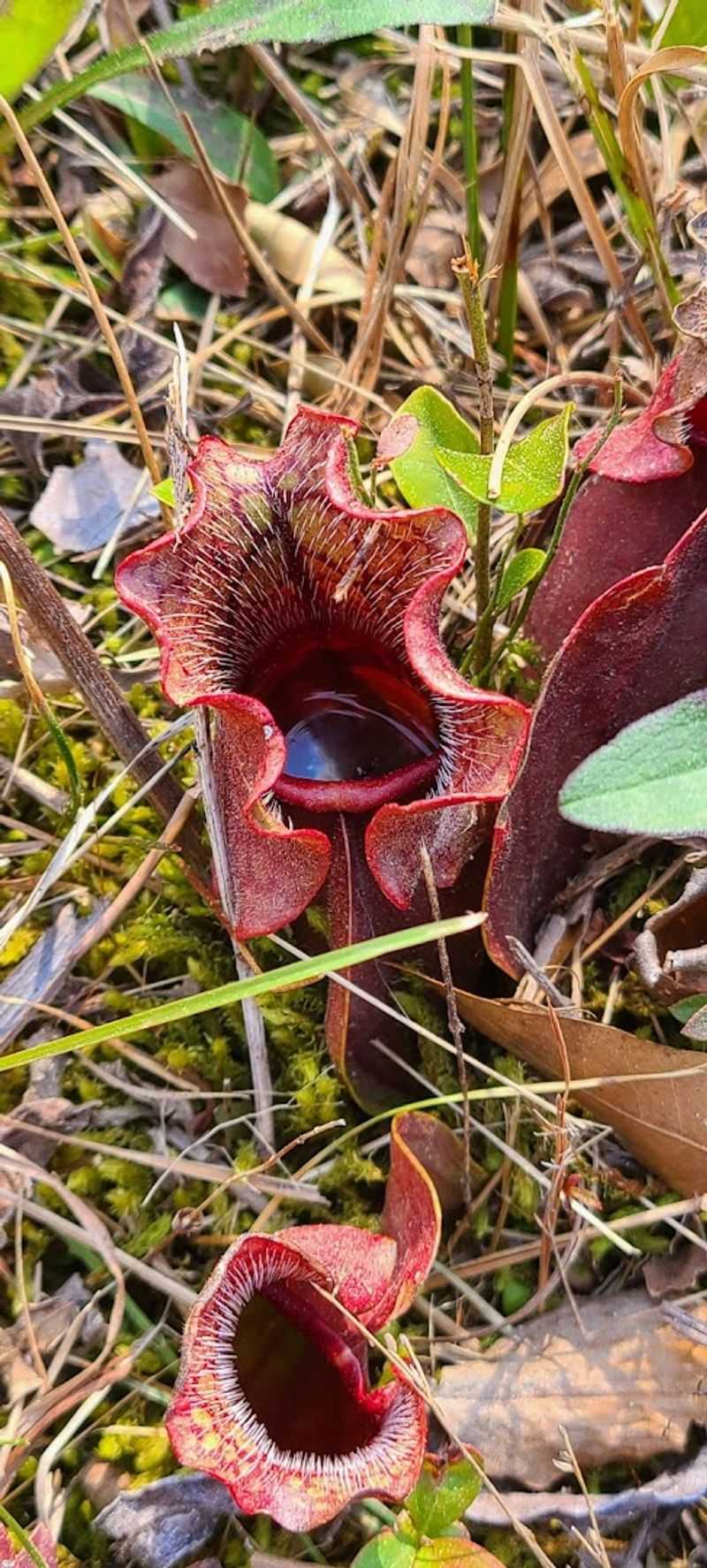 Diverse Collection of Carnivorous Plants
