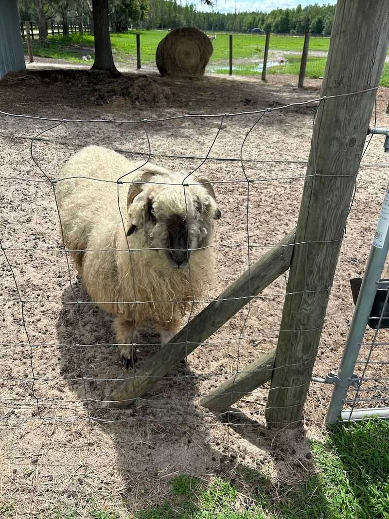 Animal Welfare And Farm Care