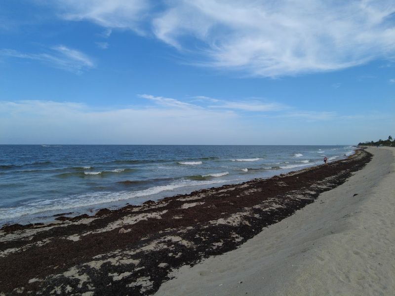 A Prime Nesting Ground for Sea Turtles