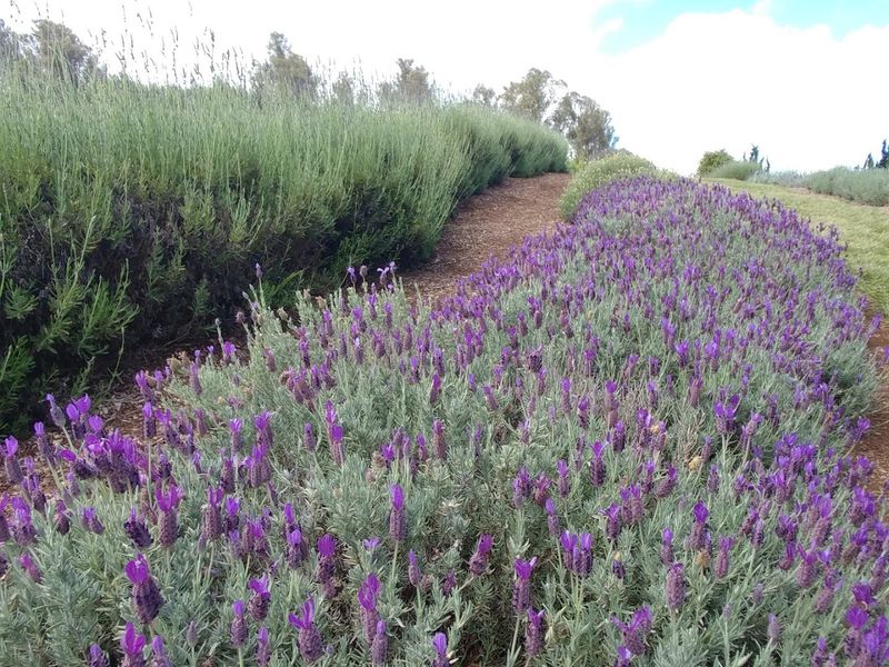 Ali'i Kula Lavender Farm – Kula, Hawaii