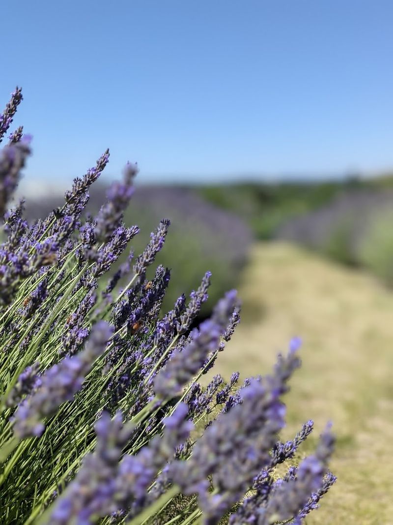 Selah Ridge Lavender Farm – Selah, Washington