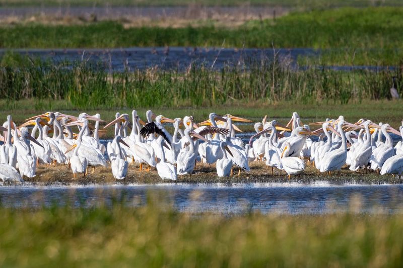 Cheyenne Bottoms Wildlife Area, Kansas