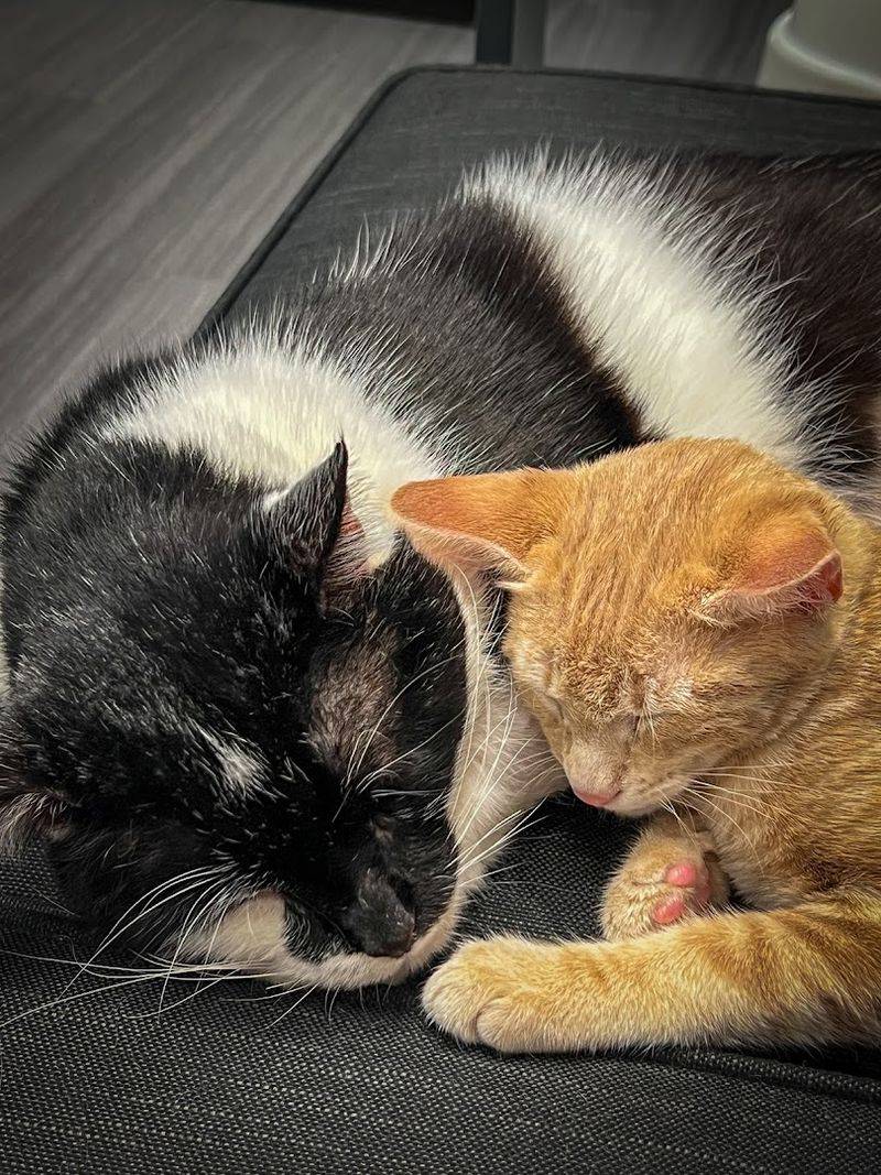 Best Times For Play vs Cuddles