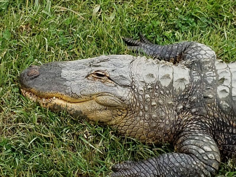 From One Alligator To A Sanctuary