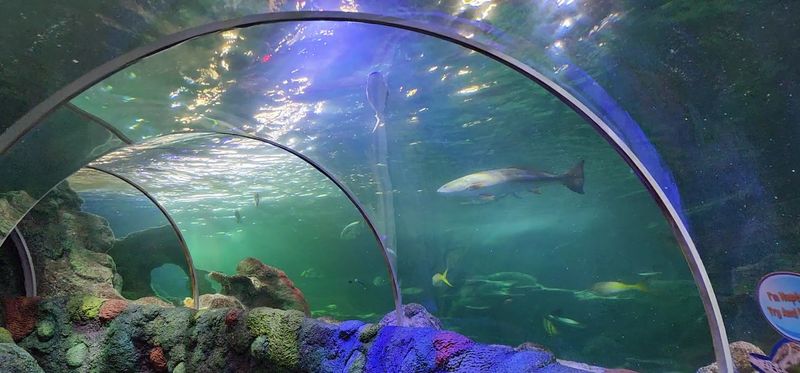 SEA LIFE Charlotte-Concord Aquarium Inside The Mall