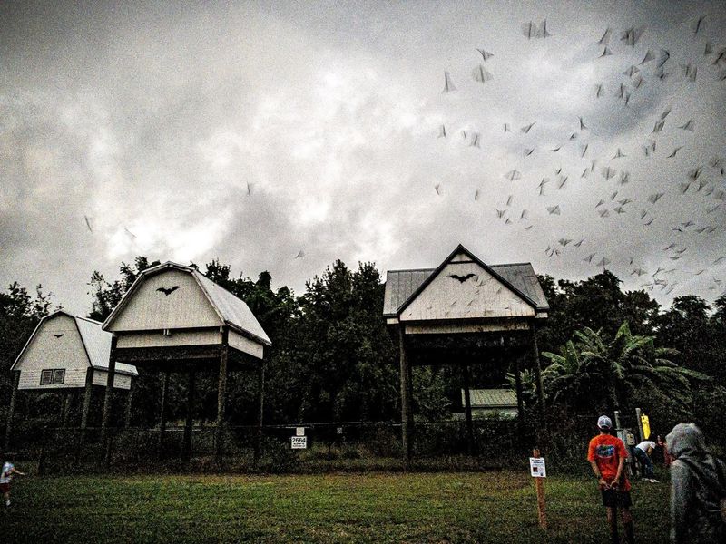 Visiting Tips: When and How to See the Bats