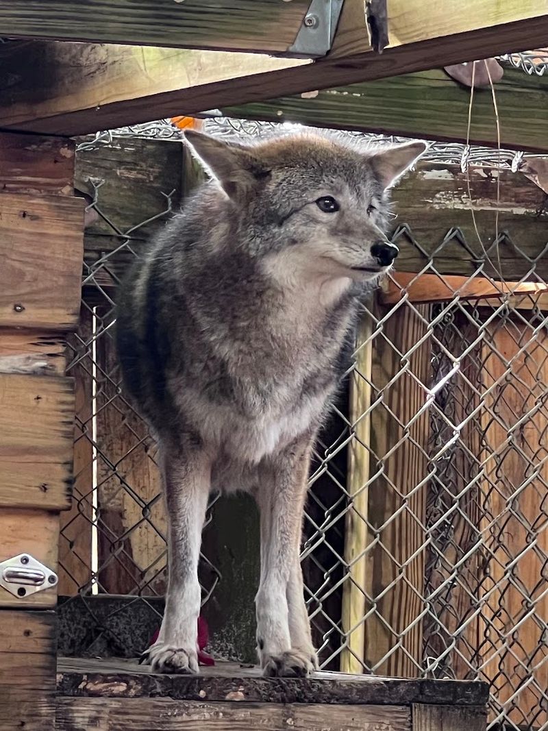 Shy Wolf Sanctuary &mdash; Naples, Florida