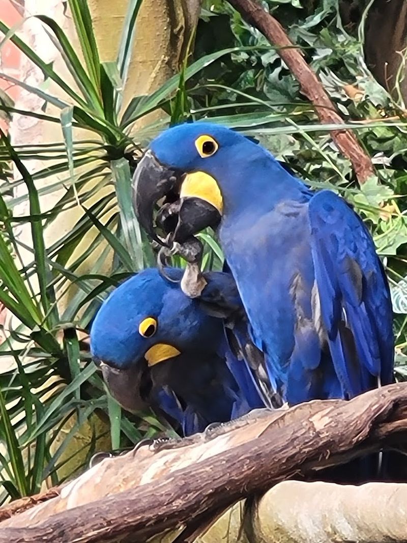 Daily Shows and Trainer Talks