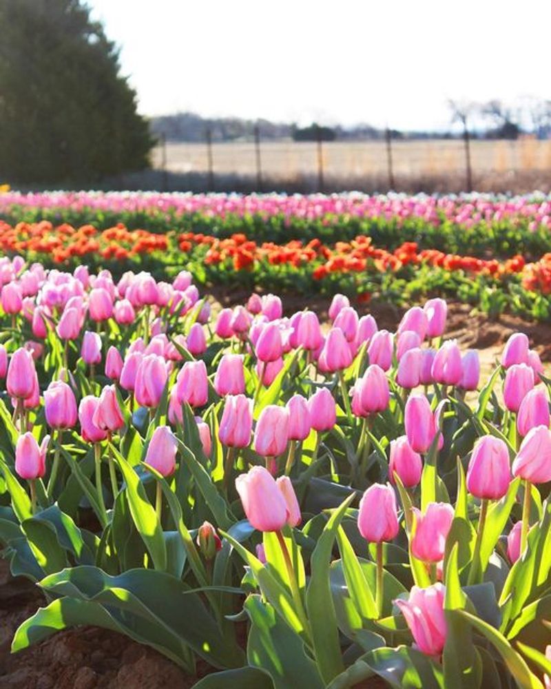 Acres of Rainbow-Hued Tulip Varieties