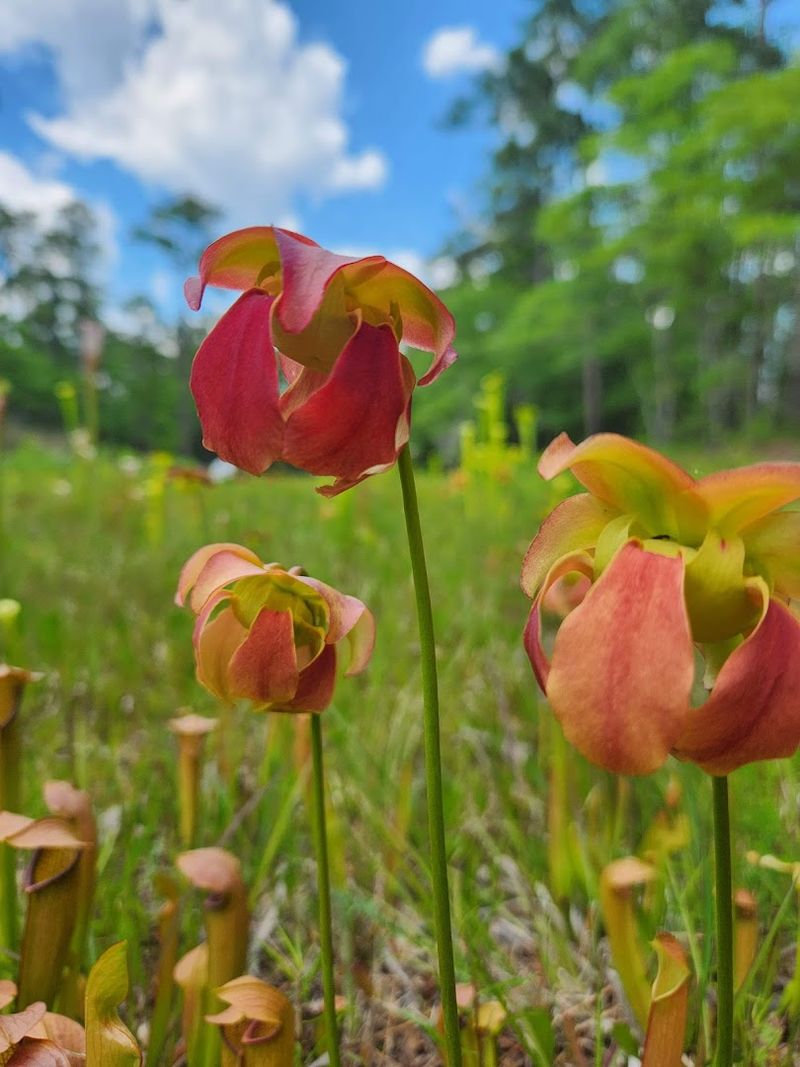 Photography Opportunities