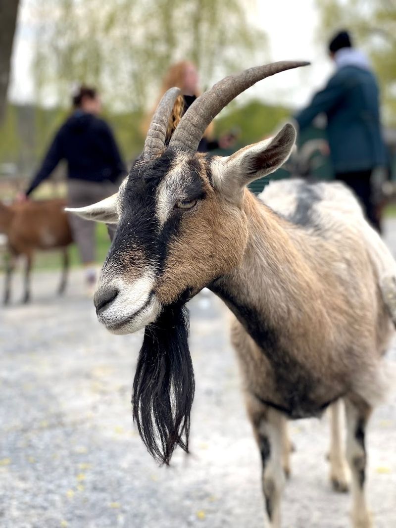 Catskill Animal Sanctuary (Saugerties, New York)