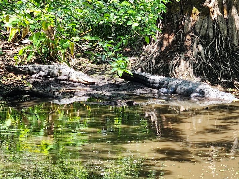 Seasonal and Special Programs