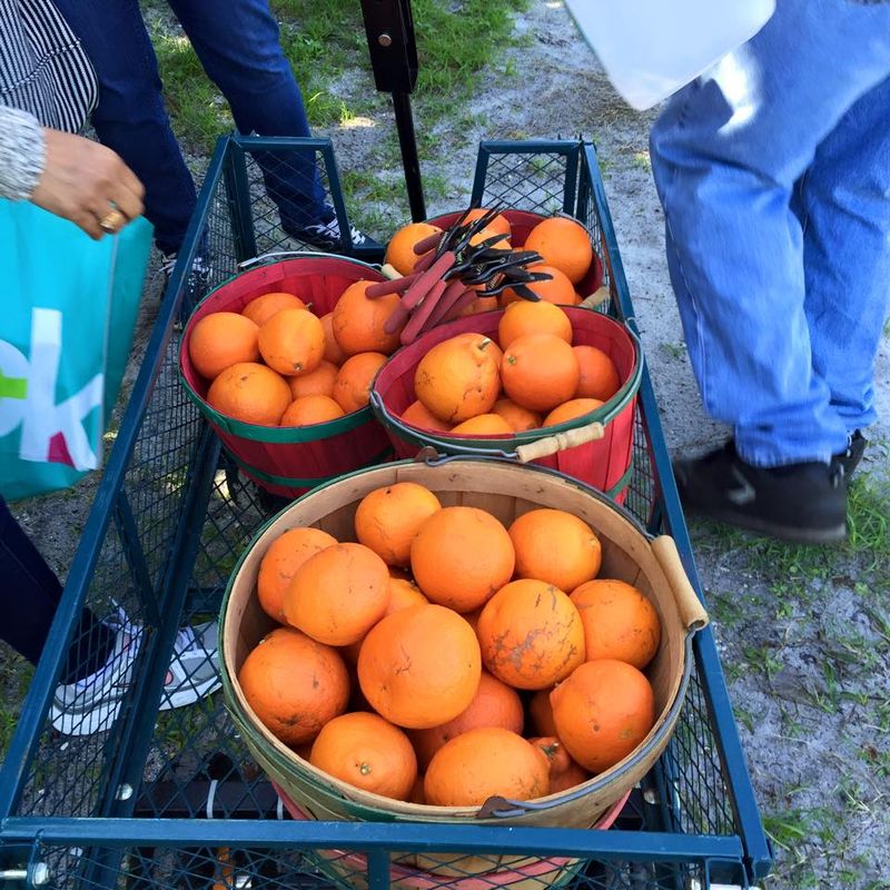 Orange U-Pick Basics