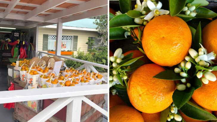 Just 40 Minutes From Tampa, This Florida Farm Lets You Pick Oranges Straight From the Tree