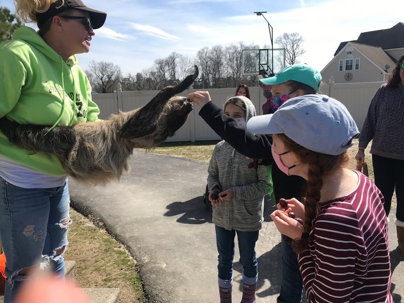 Sloth Meet-and-Greet Experience