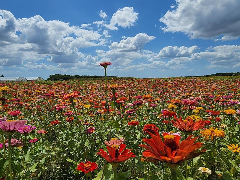 Wildflower Fields and Cup Picking