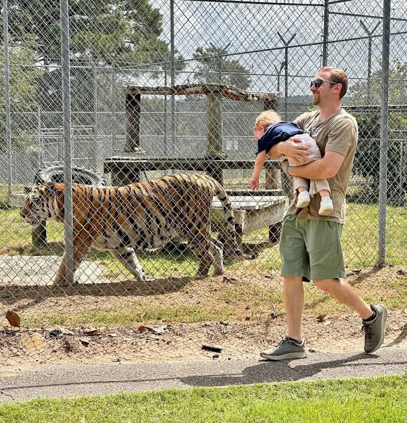 Bengal Tigers and the Walk-Through Zoo