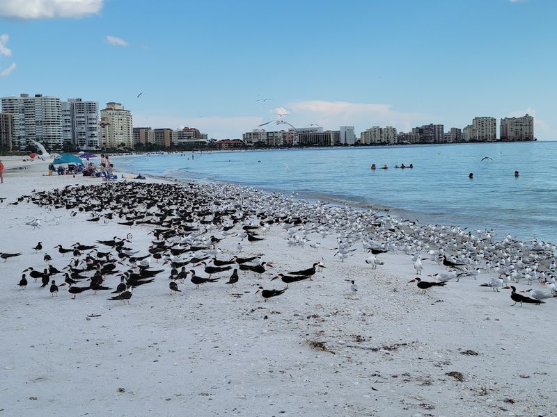 Dolphin and Wildlife Watching: Gulf Encounters Worth Celebrating