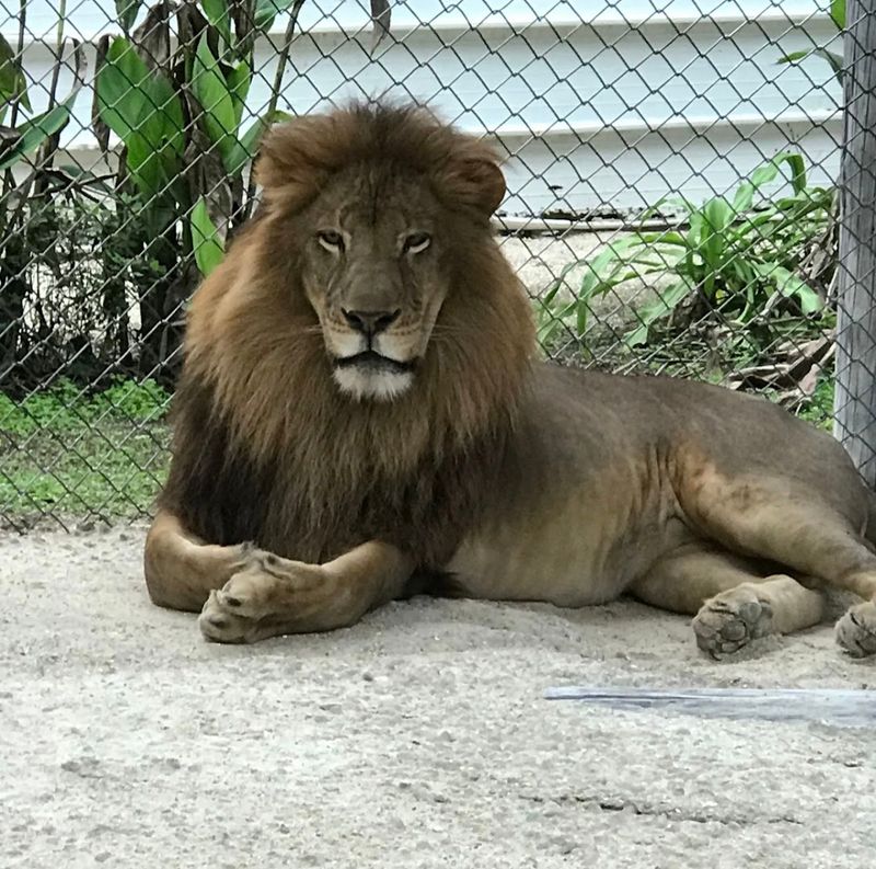 Octagon Wildlife Sanctuary (Punta Gorda)