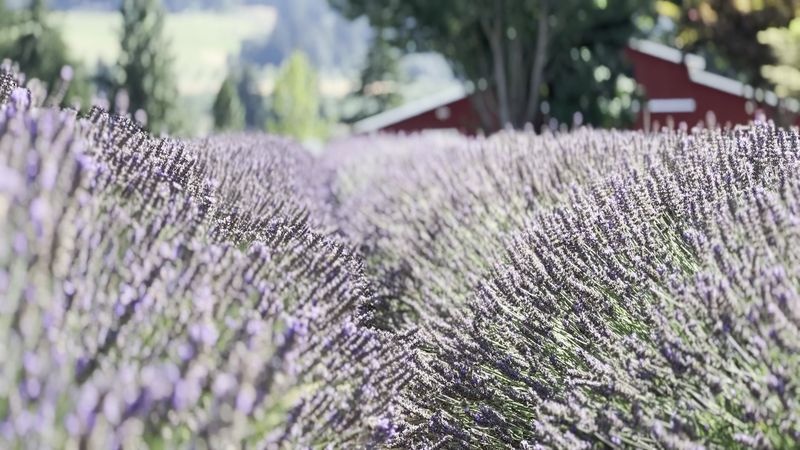 Hood River Lavender – Hood River, Oregon