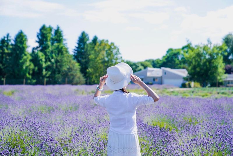Lavender By The Bay – East Marion, New York