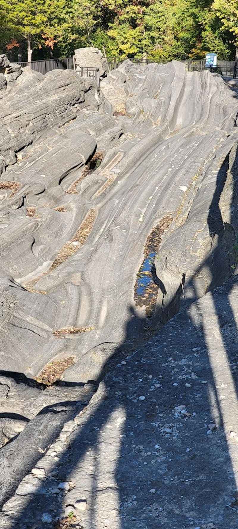 Fossils Embedded in the Limestone