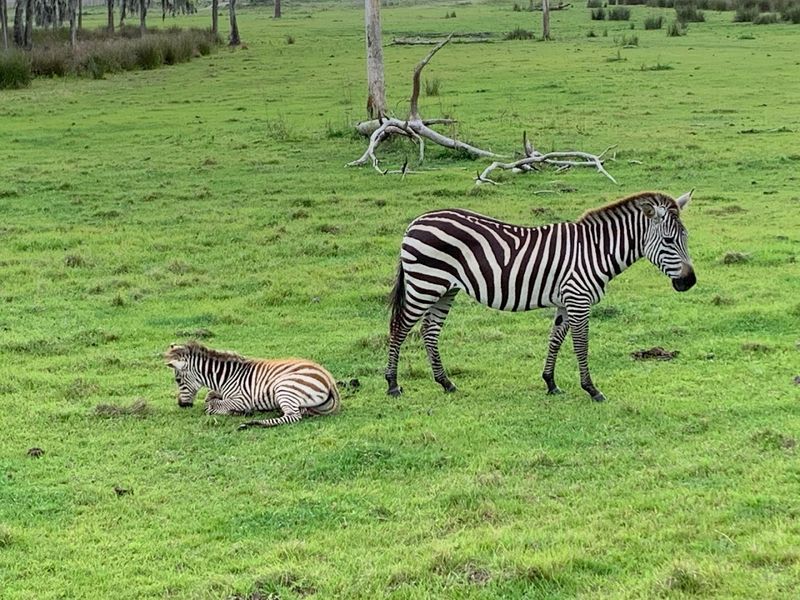 Exotic Animals You Can See Up Close