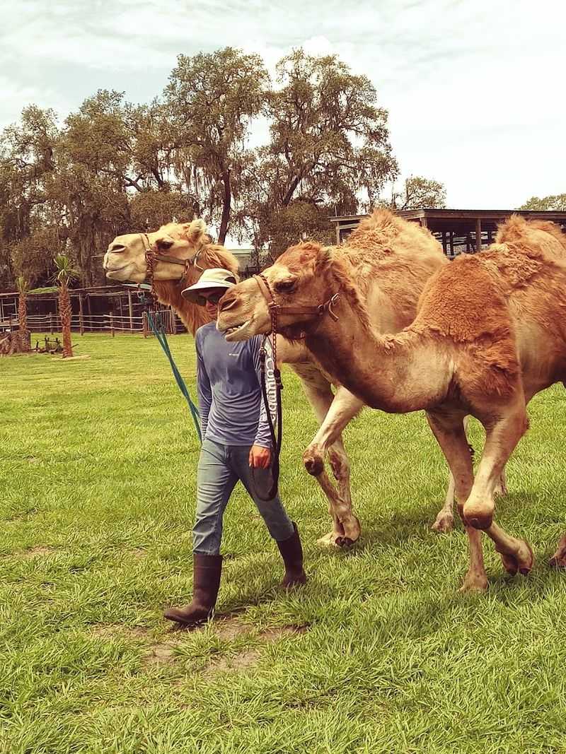 Camel Ride Perspective