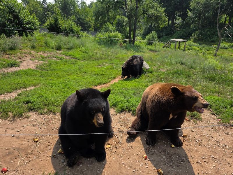 Oswald's Bear Ranch (Newberry, Michigan)