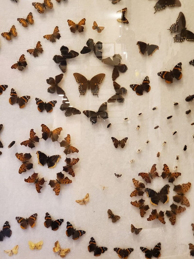 Butterfly Pinning Workshop