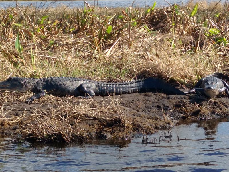 Wildlife Watching While You Eat (Yes, Including Gators)